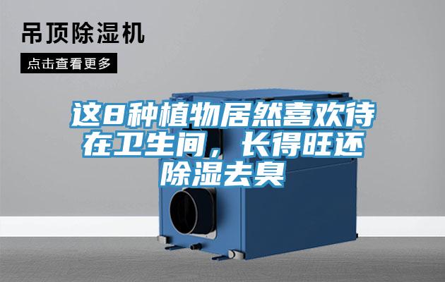這8種植物居然喜歡待在衛生間，長得旺還除濕去臭
